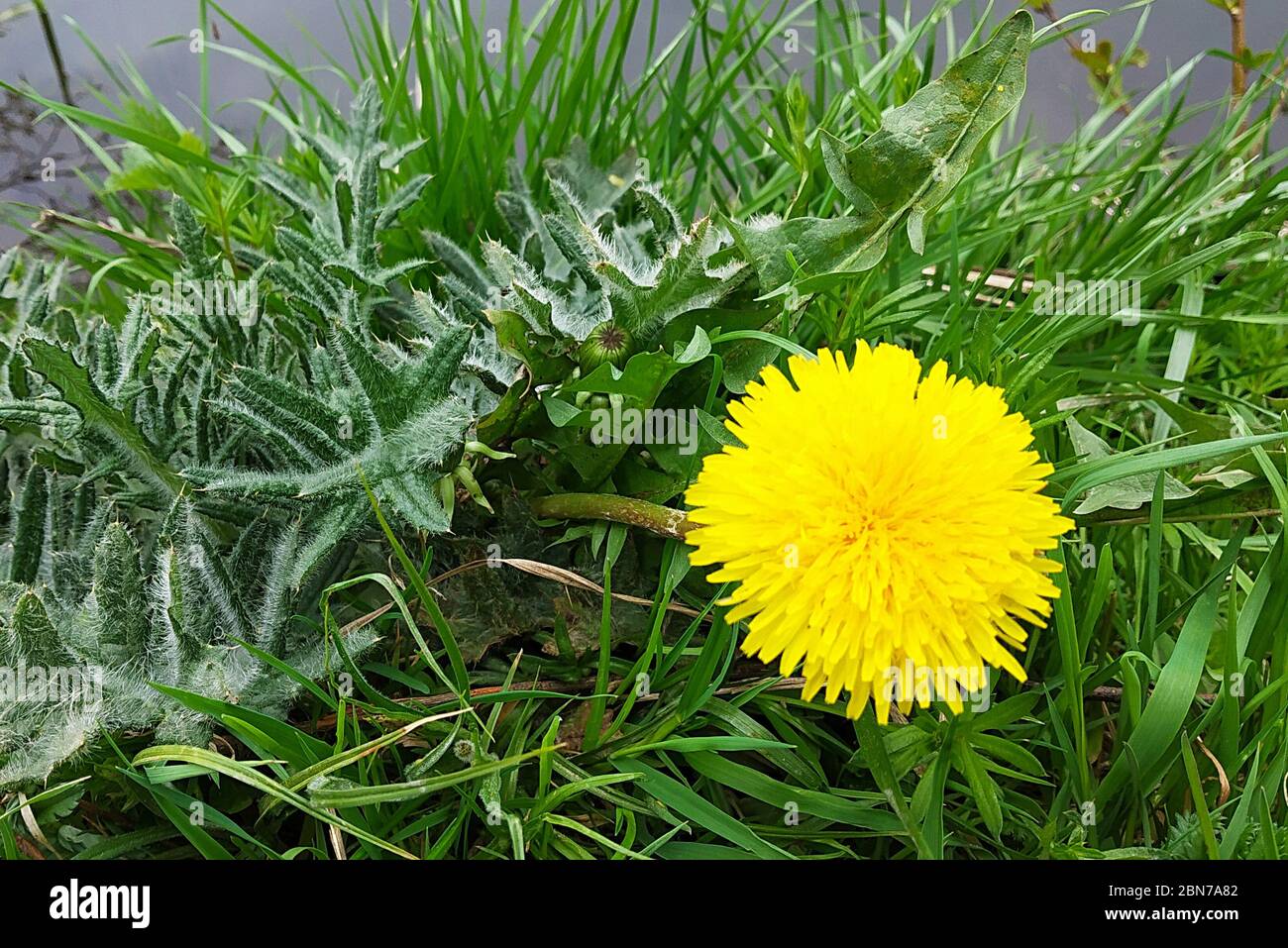 Le pissenlit jaune sur fond de l'herbe verte au printemps. Fond naturel à la journée solaire Banque D'Images