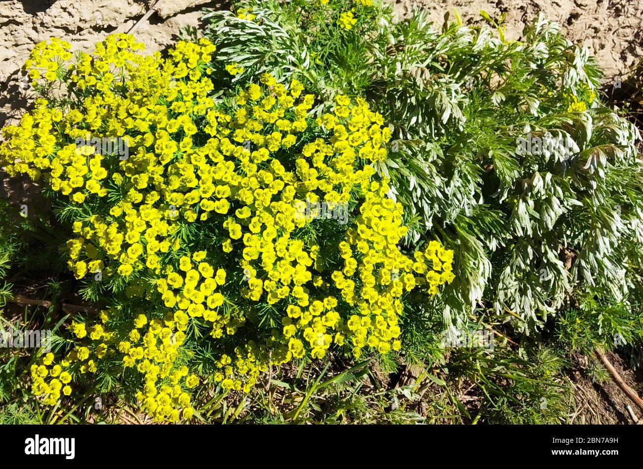Spherce de cyprès de fleur sur la prairie.Type à la journée solaire au-dessus Banque D'Images