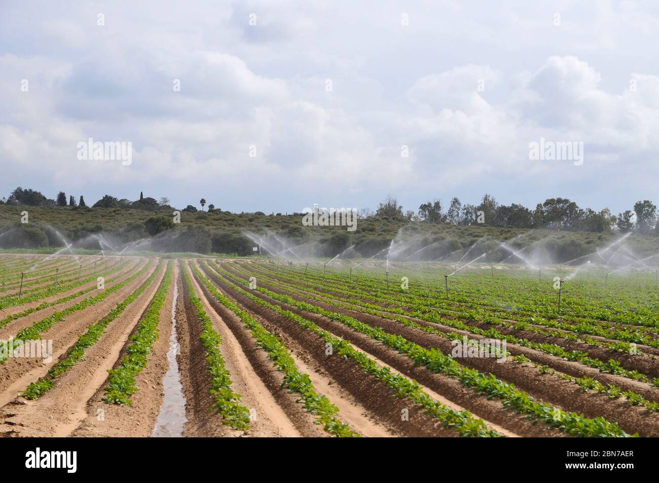 Irrigation des cultures avec des arroseurs photographiés dans le désert du nord du Néguev, en Israël Banque D'Images