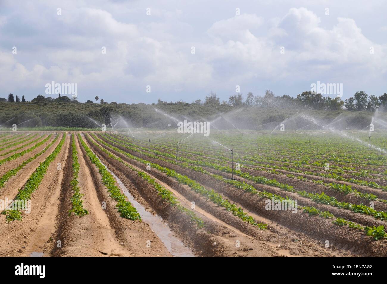 Irrigation des cultures avec des arroseurs photographiés dans le désert du nord du Néguev, en Israël Banque D'Images