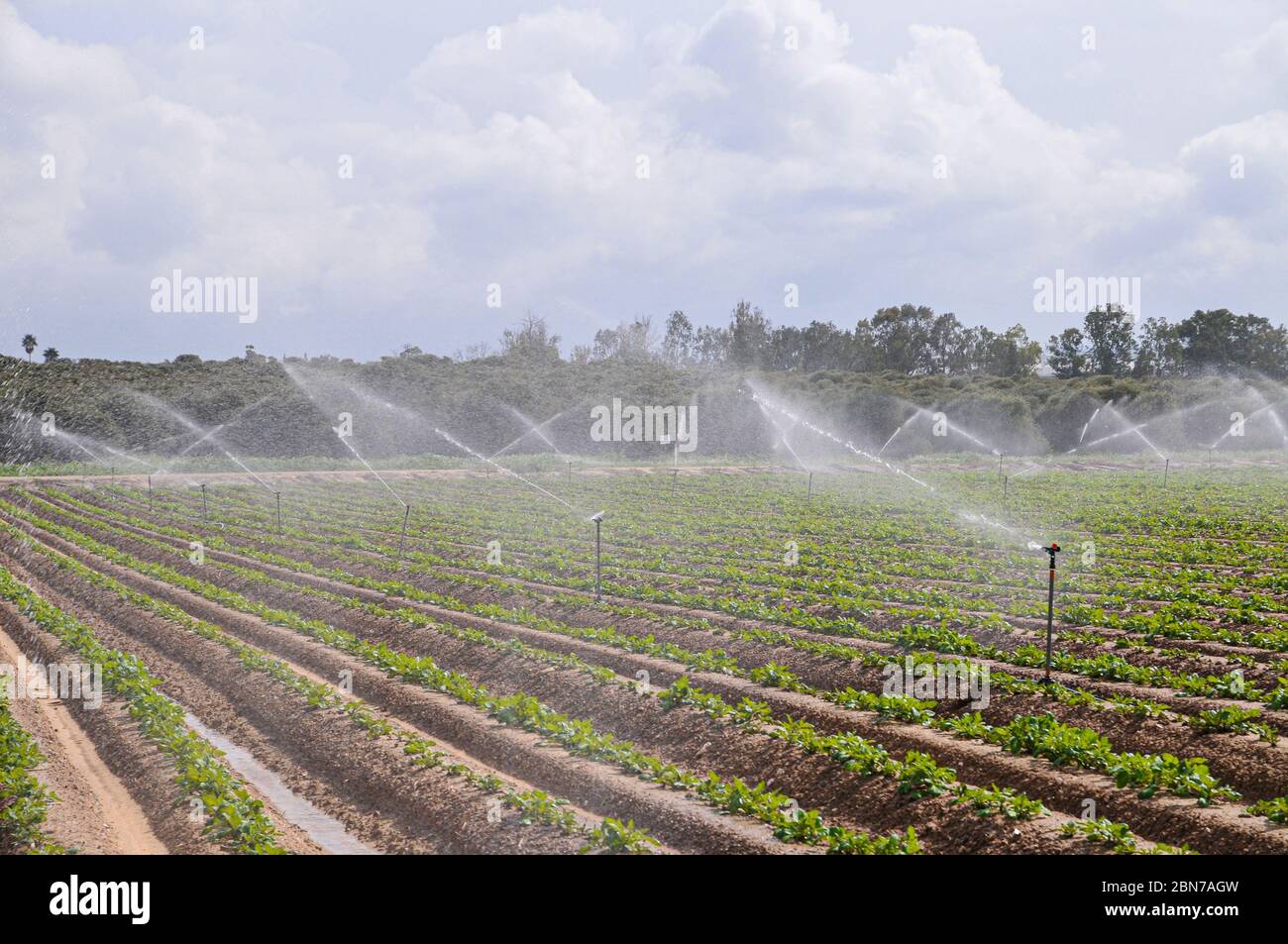 Irrigation des cultures avec des arroseurs photographiés dans le désert du nord du Néguev, en Israël Banque D'Images