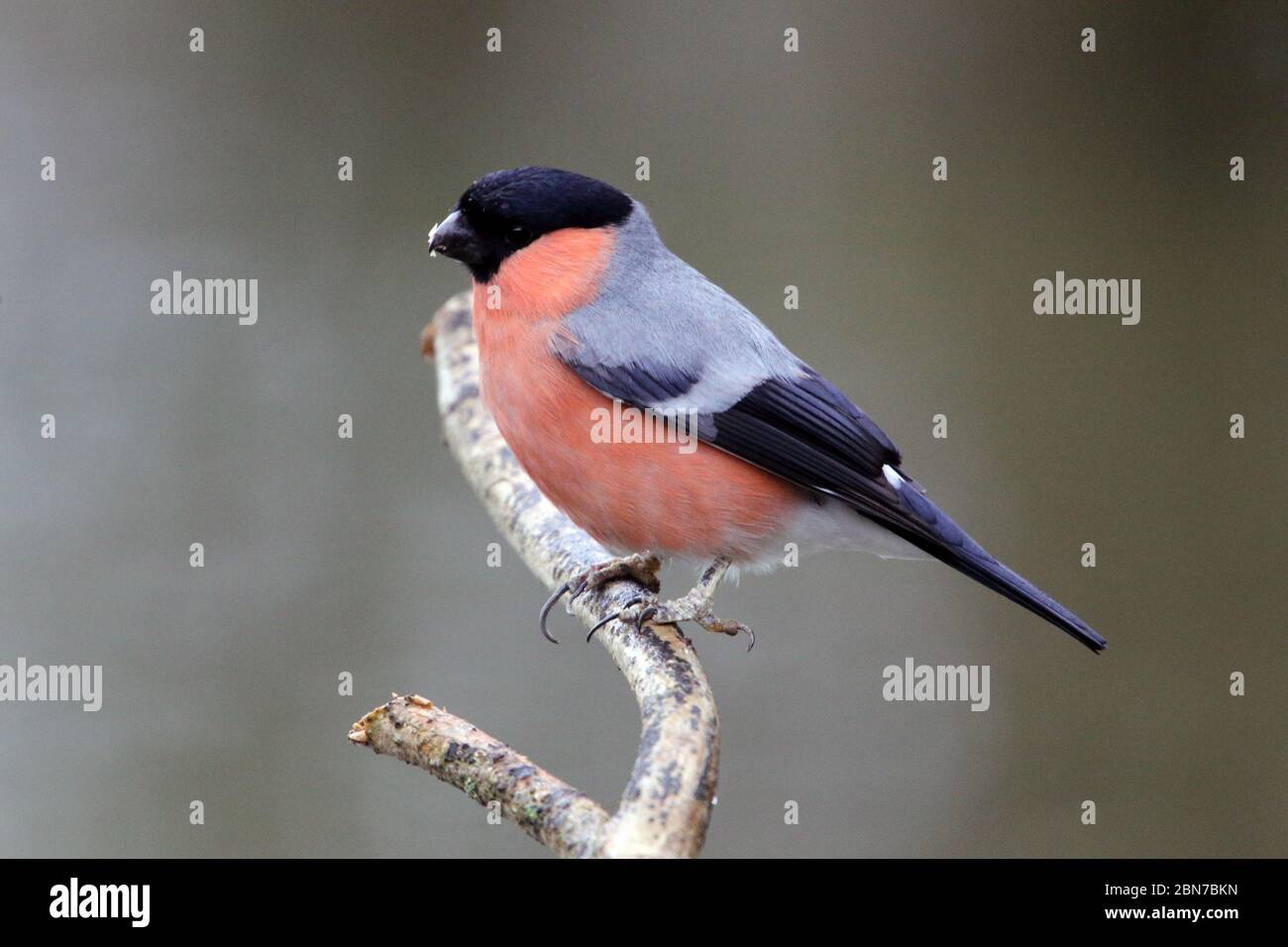 Pyrrhula pyrrhula (bullfinch) mâle eurasienne perchée sur une branche. Banque D'Images
