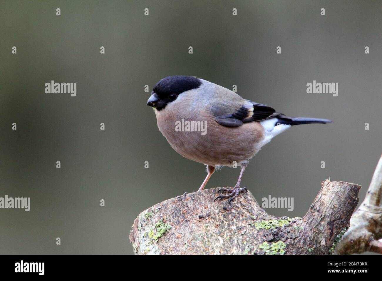 Femelle de la bullfinch eurasienne (Pyrrhula pyrrhula) perchée sur une souche d'arbre. Banque D'Images