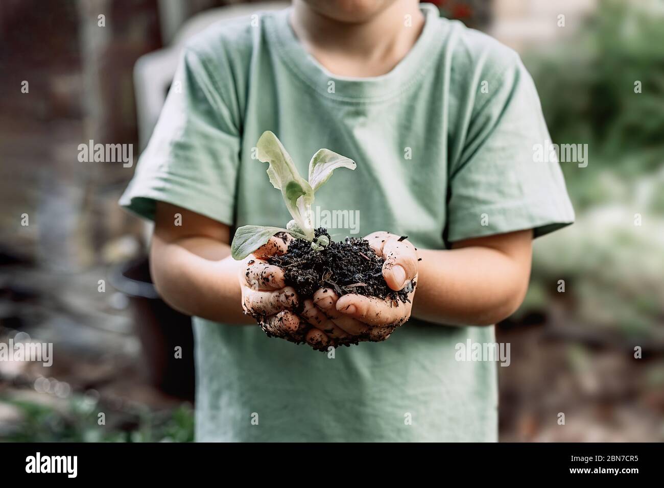 Jeune plante pousse dans les mains de petit garçon. Concept d'agriculture et de protection de l'environnement. Banque D'Images