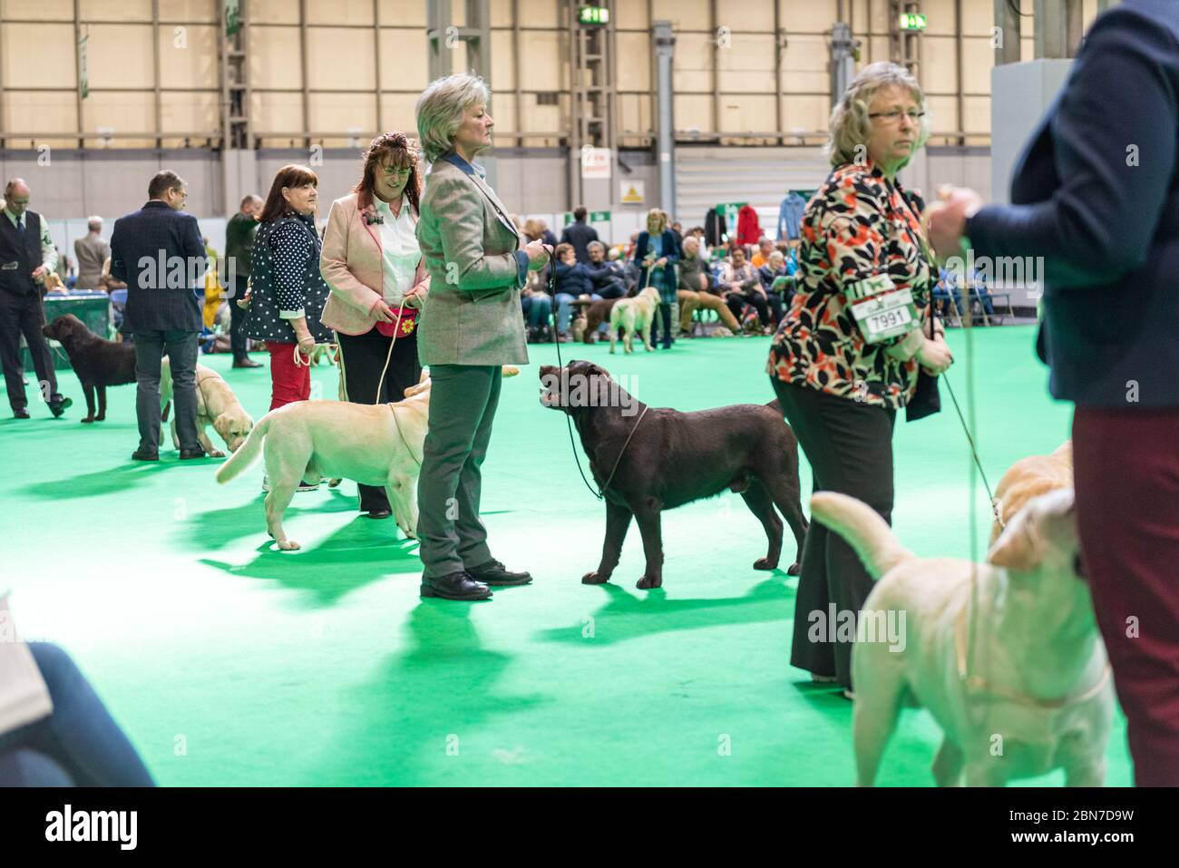 Les récupérateurs du Labrador attendent avec leurs manutentionnaires qu'ils soient jugés au Crufts 2020 Banque D'Images