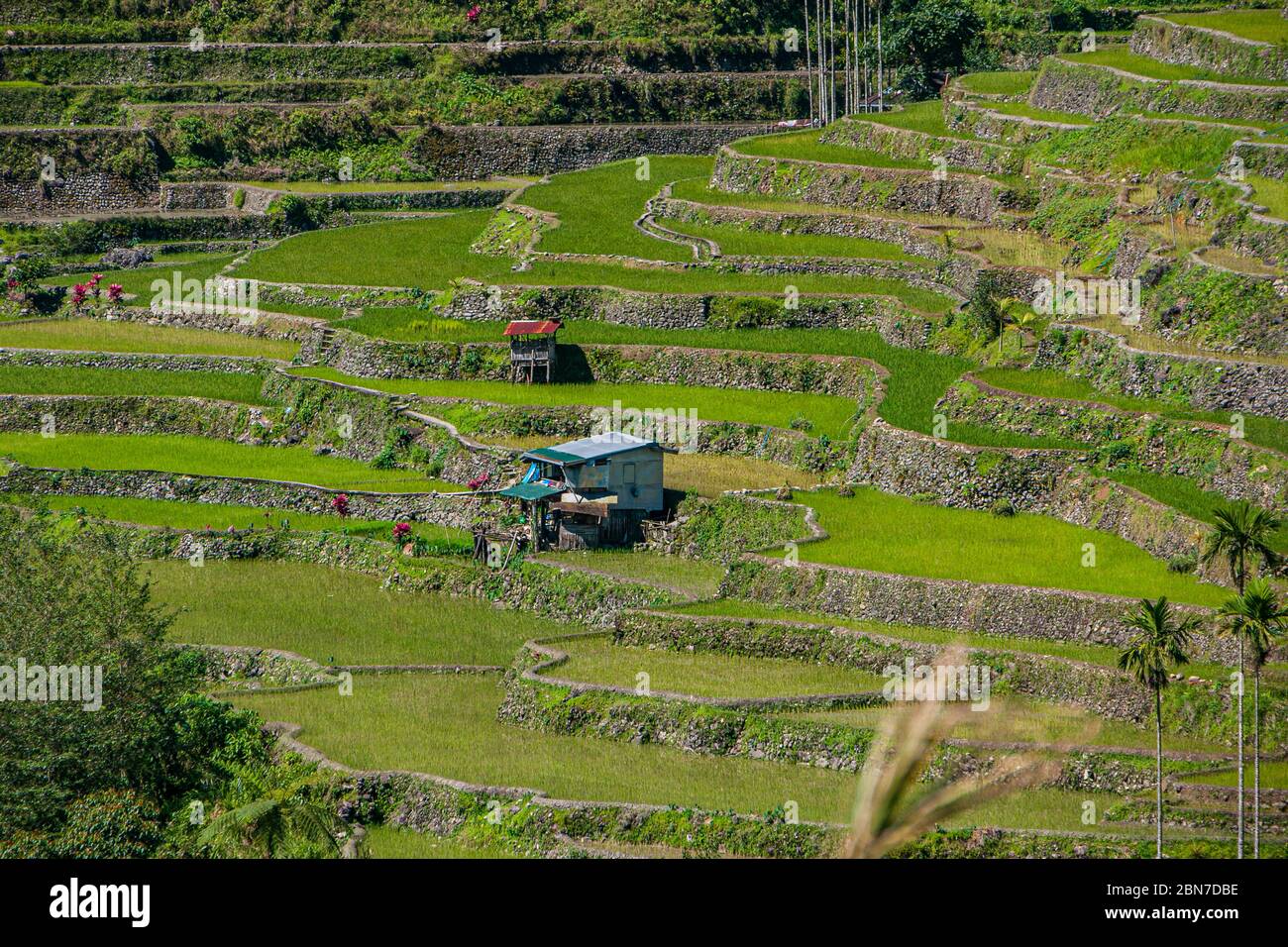 Une ferme dans la terrasse de riz Banaue sur les terrasses de riz hungduan - ifugao Banque D'Images