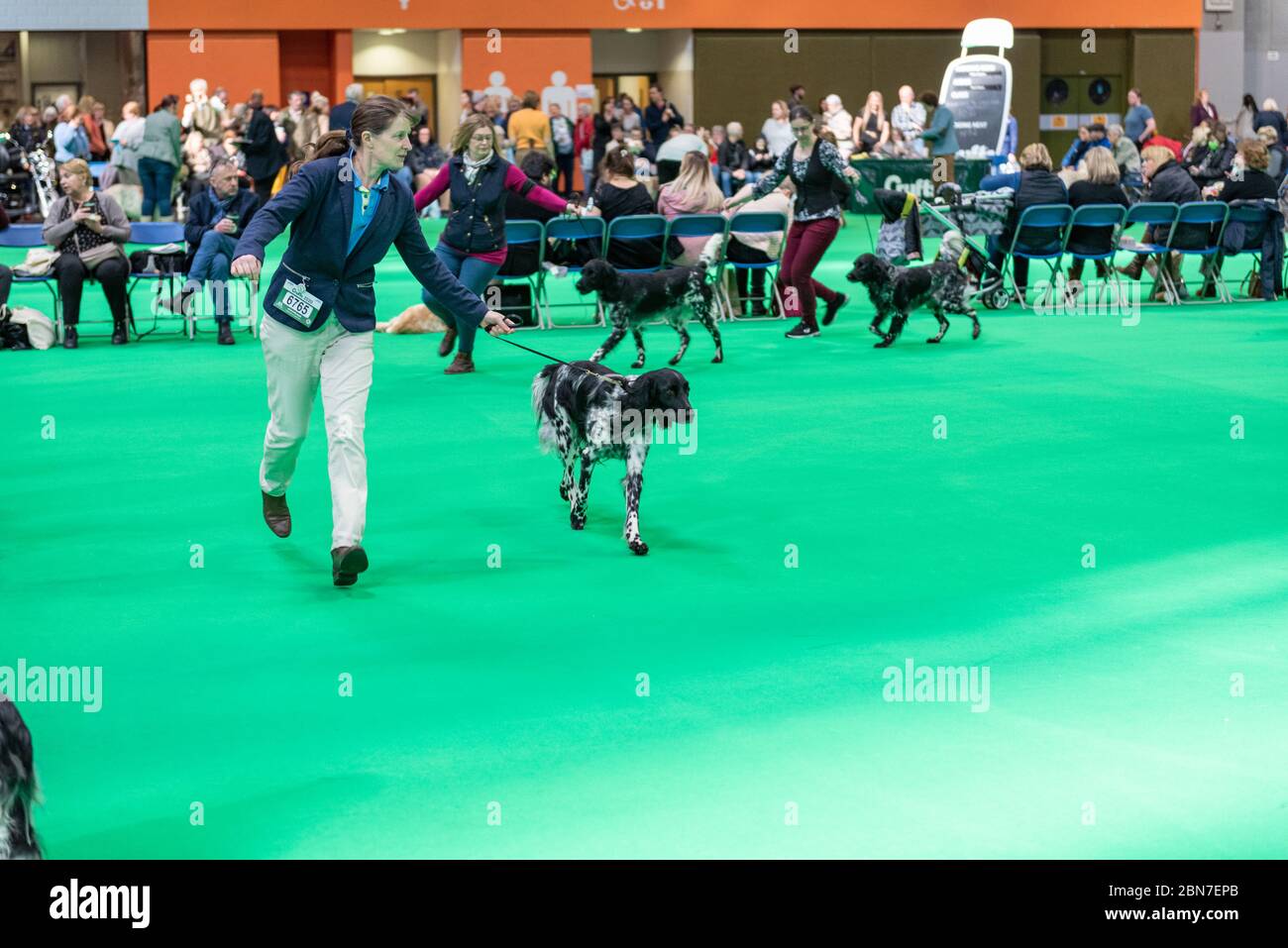 Chiens pendant les crufts 2020 Banque D'Images