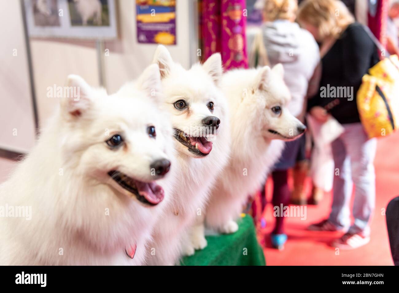 Chiens japonais Spitz au Crufts 2020 Banque D'Images