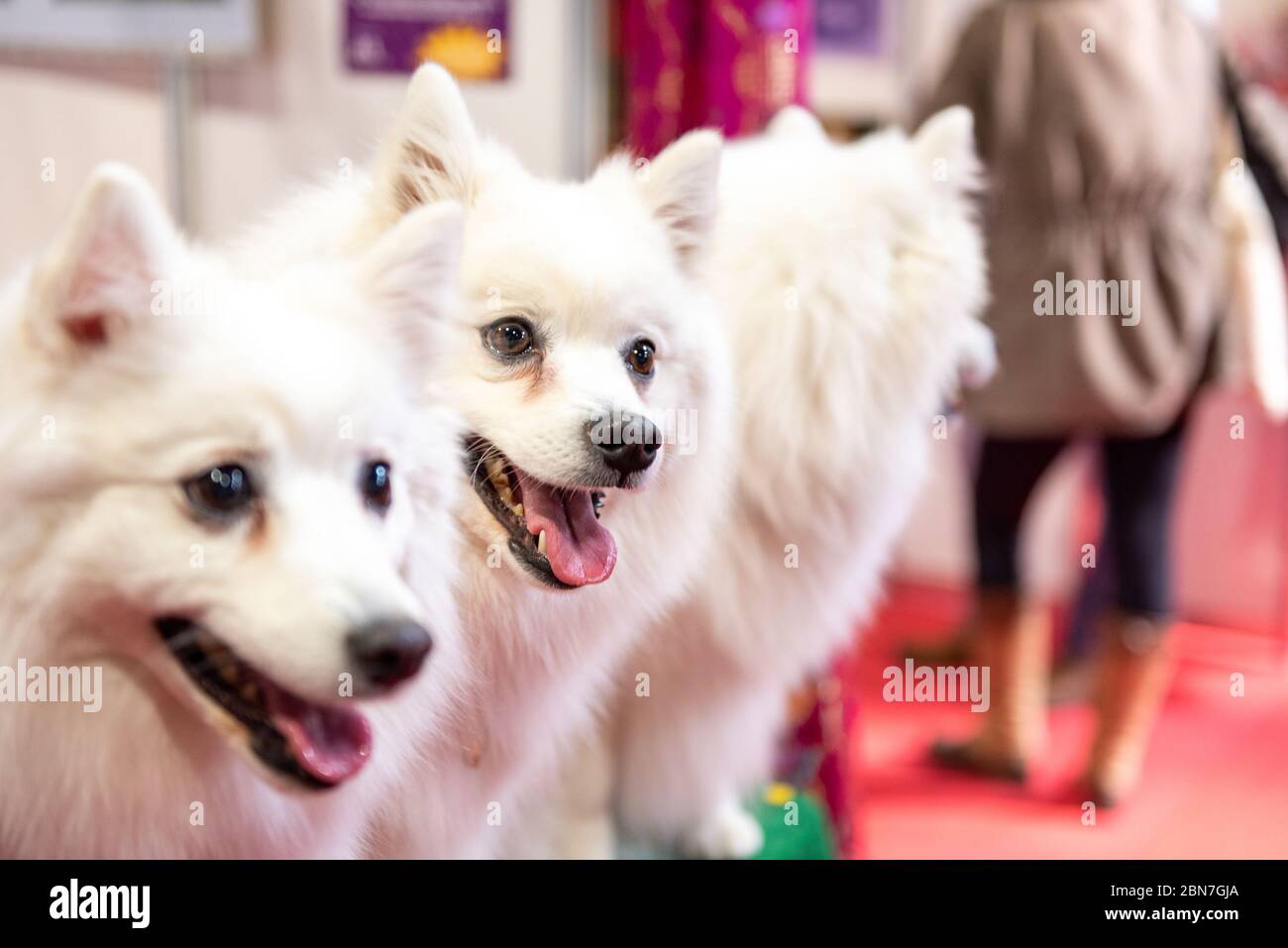 Chiens japonais Spitz au Crufts 2020 Banque D'Images