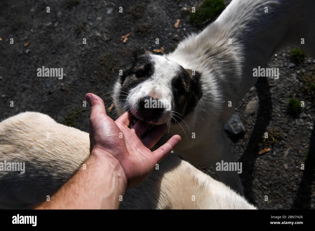 Caucase, Géorgie, région de Tusheti, Dartlo. Deux chiens de berger jouent avec une main humaine à Omalo, dans la région de Tusheti, en Géorgie. Banque D'Images