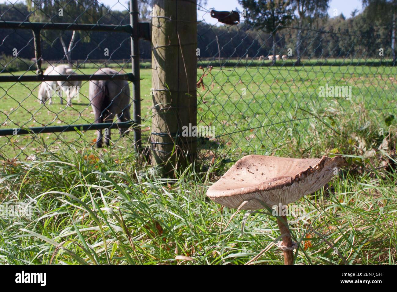 Champignon brun sauvage dans l'herbe avec clôture et deux chevaux en arrière-plan Banque D'Images