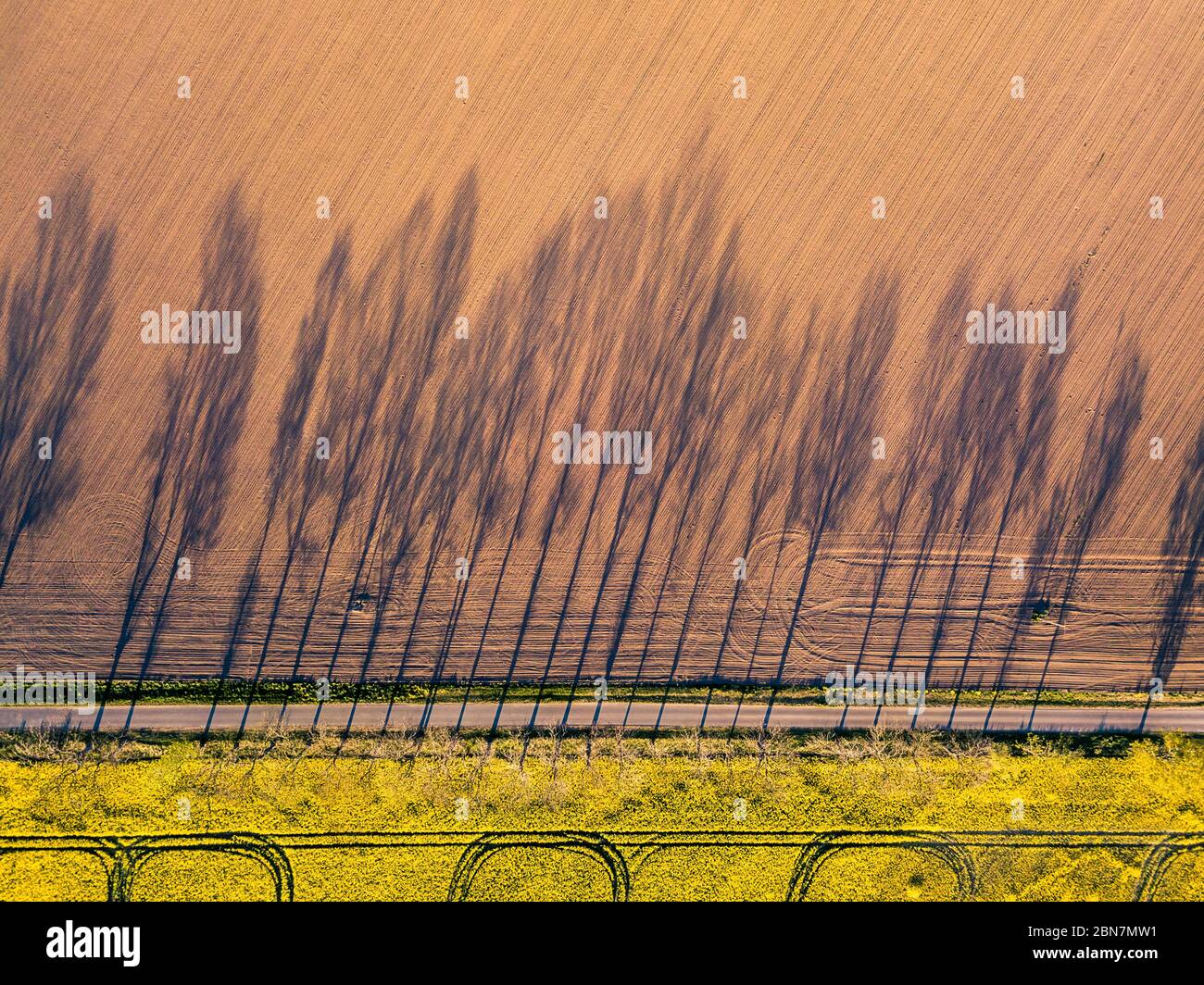 Vue aérienne de l'ombre des arbres par une route, concept d'agriculture du point de vue des drones. Fond plat naturel directement au-dessus des champs. Photographie de drone Banque D'Images