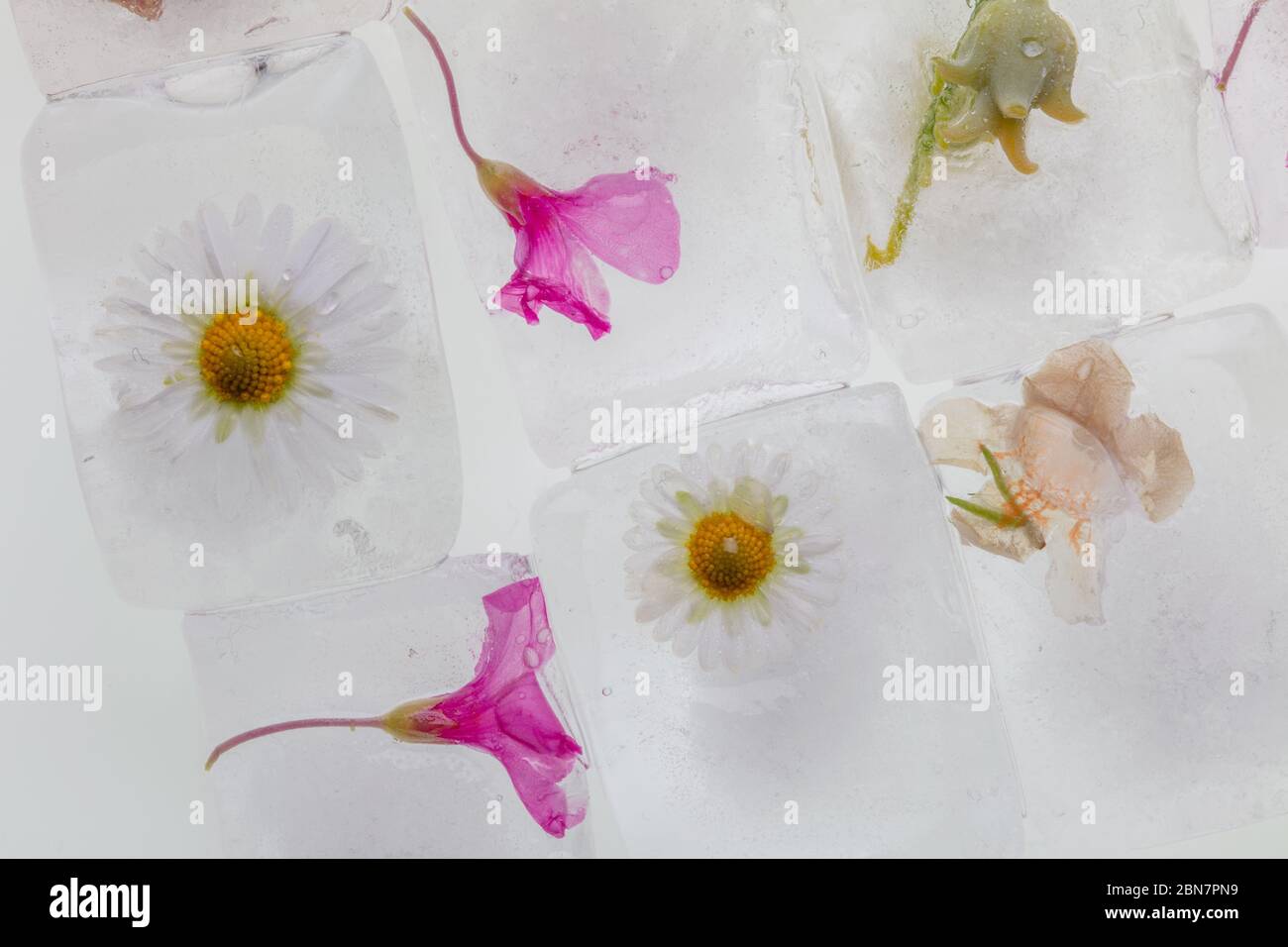 photographie de fleurs sauvages de printemps congelées dans des glaçons transparents de fusion de l'eau, studio macro shot, détail Banque D'Images