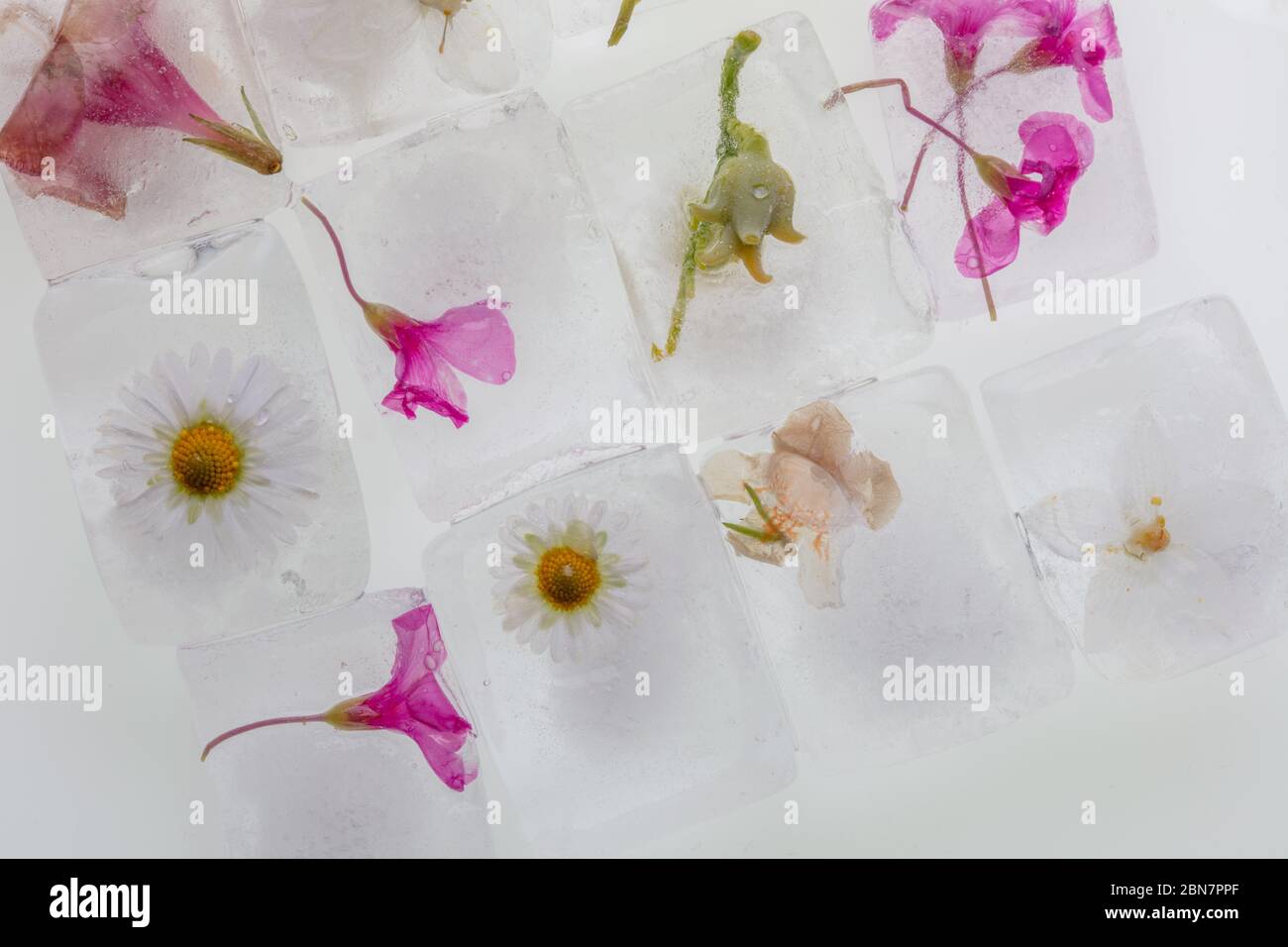 photographie de fleurs sauvages de printemps congelées dans des glaçons transparents de fusion de l'eau, studio macro shot, détail Banque D'Images