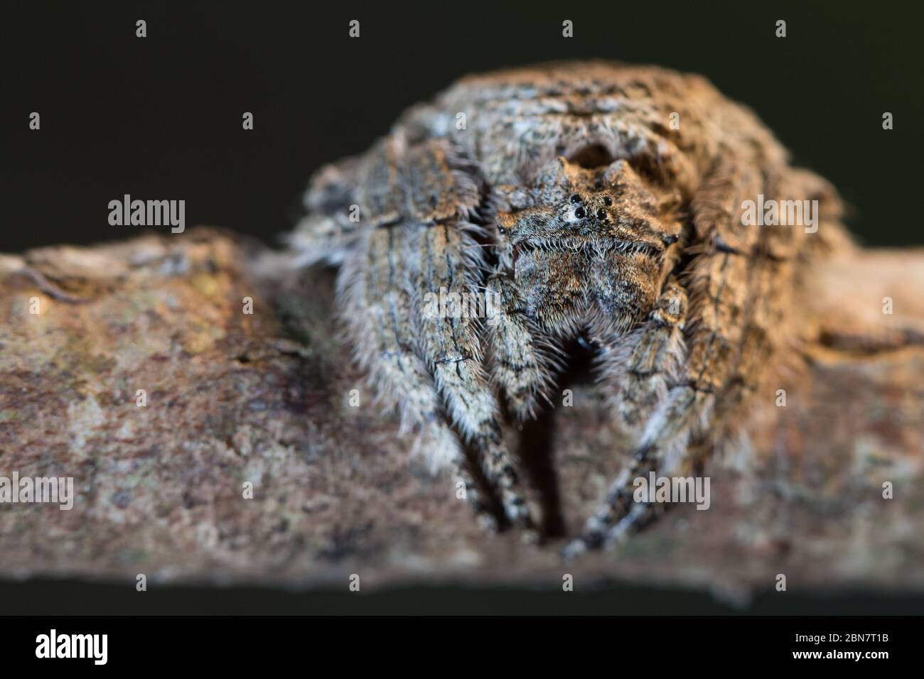 Les araignées à écorce, Caerostris sp., font partie de la famille des orbes-tisserands et sont bien camouflés sur l'écorce des arbres, Newlands Forest Table Mountain Cape Town Afrique du Sud Banque D'Images