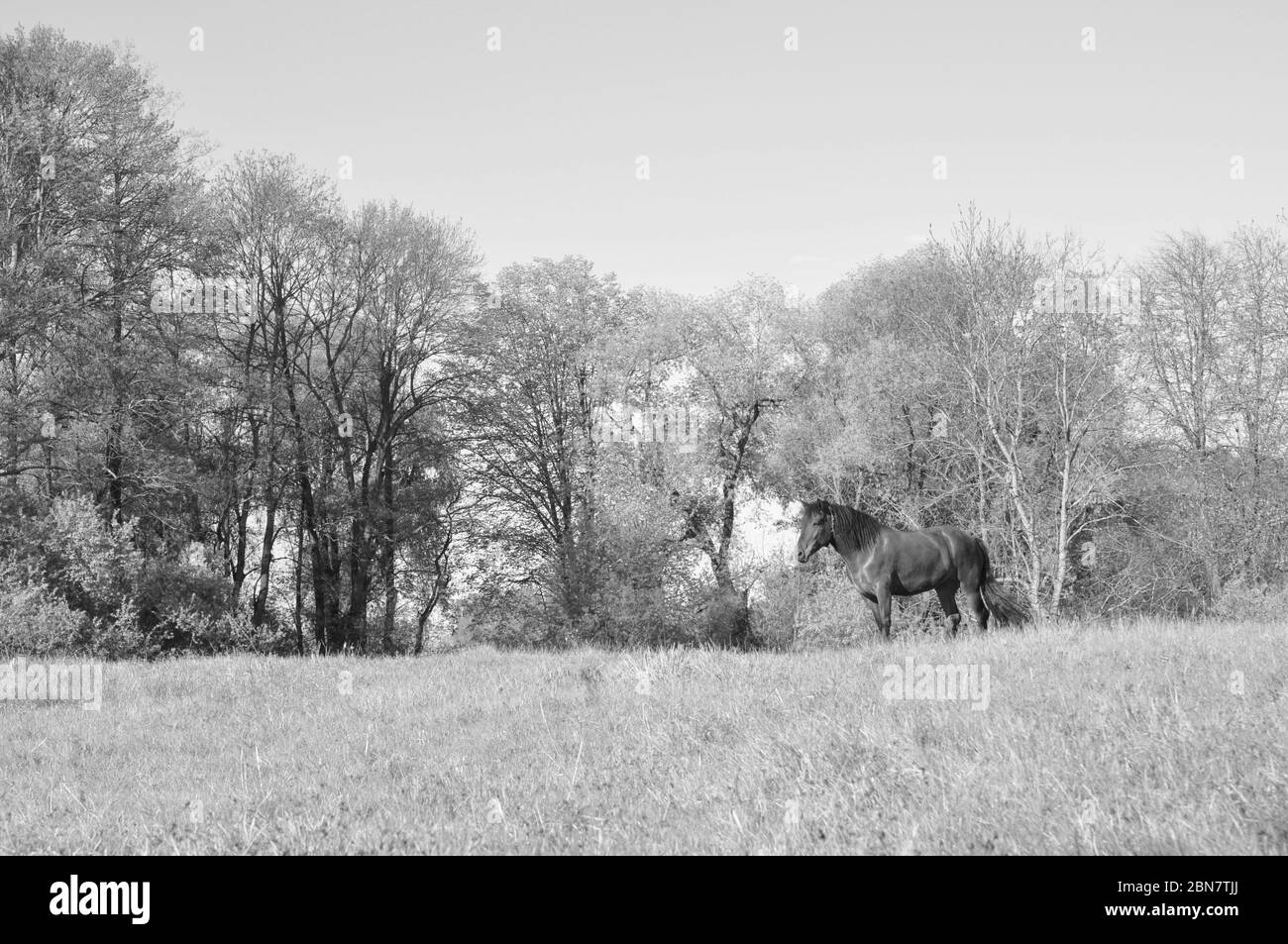 Belle prairie forestière avec un cheval de pâturage. Paysage d'été. Photo en noir et blanc Banque D'Images