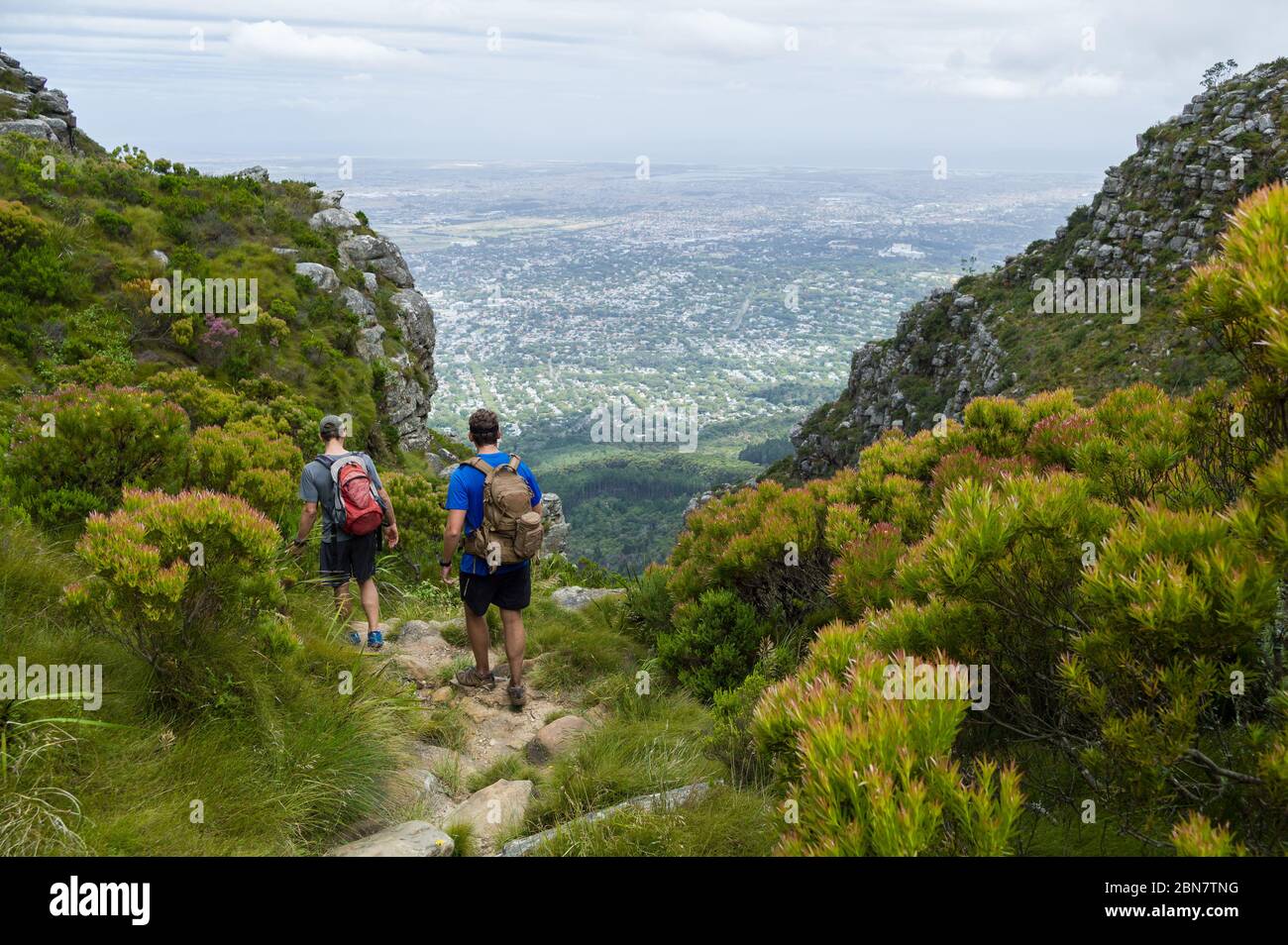 Devils Peak, dans le parc national de Table Mountain, au Cap, en Afrique du Sud, offre des sentiers de randonnée urbains comme cette route via Mowbray Ridge jusqu'à Devil's Peak. Banque D'Images