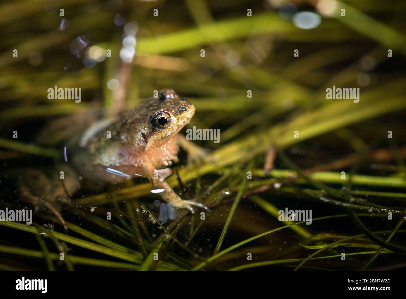 Gros plan de la micro-grenouille en danger critique, Microbatrachella capensis, la nuit, zone de conservation de l'hippodrome de Kenilworth, le Cap, Afrique du Sud. Banque D'Images