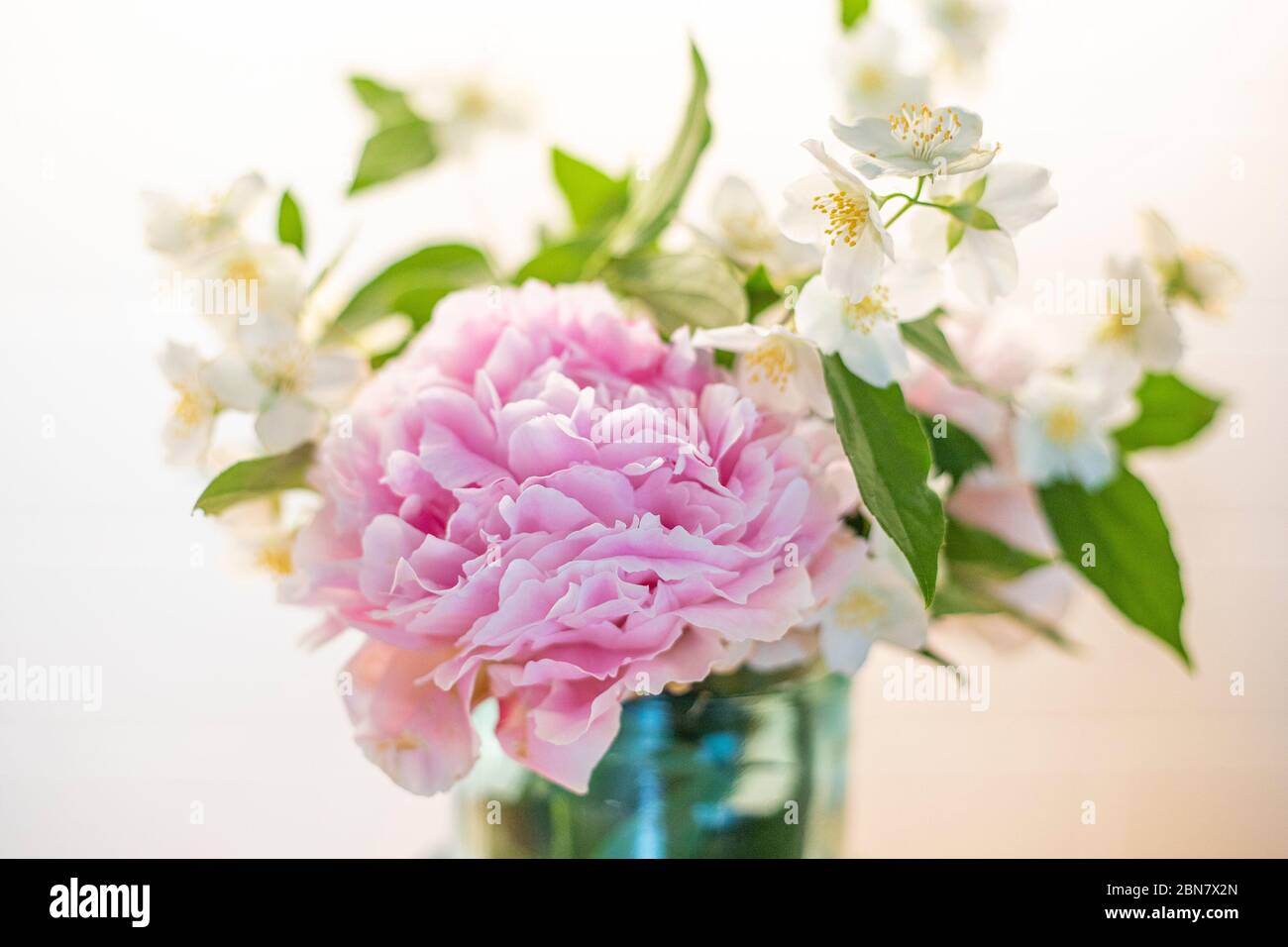 Bouquet de fleurs avec pivoine (paeonia) et fausse-orange (philadelphus),  plantes printanières. Fond rose et blanc, gros plan Photo Stock - Alamy