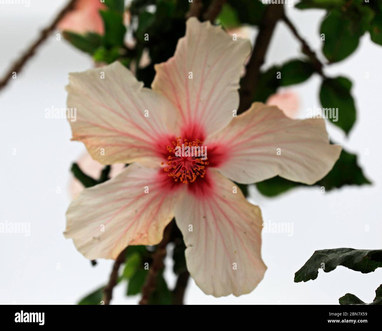 Hibiscus rosa-sinensis fleur de pomme sur arbre. Banque D'Images