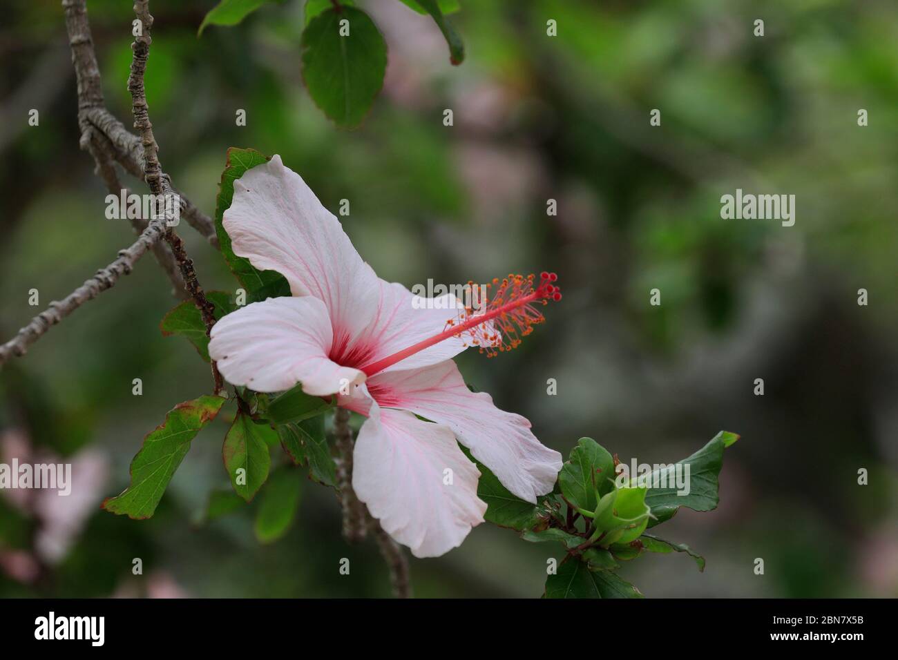 Hibiscus rosa-sinensis fleur de pomme sur arbre. Banque D'Images