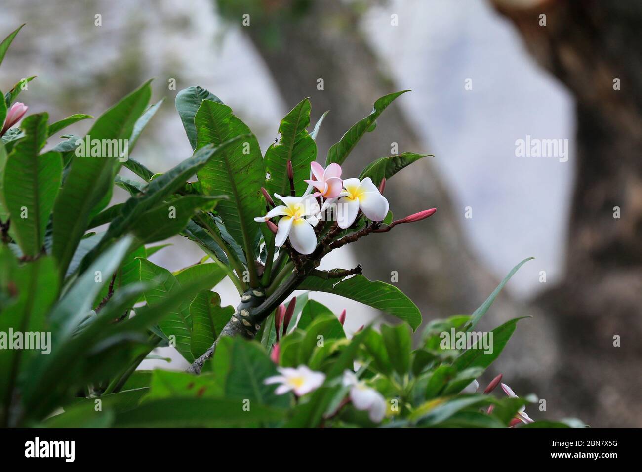 Fleurs de frangipani sur l'arbre.(Plumeria) Banque D'Images