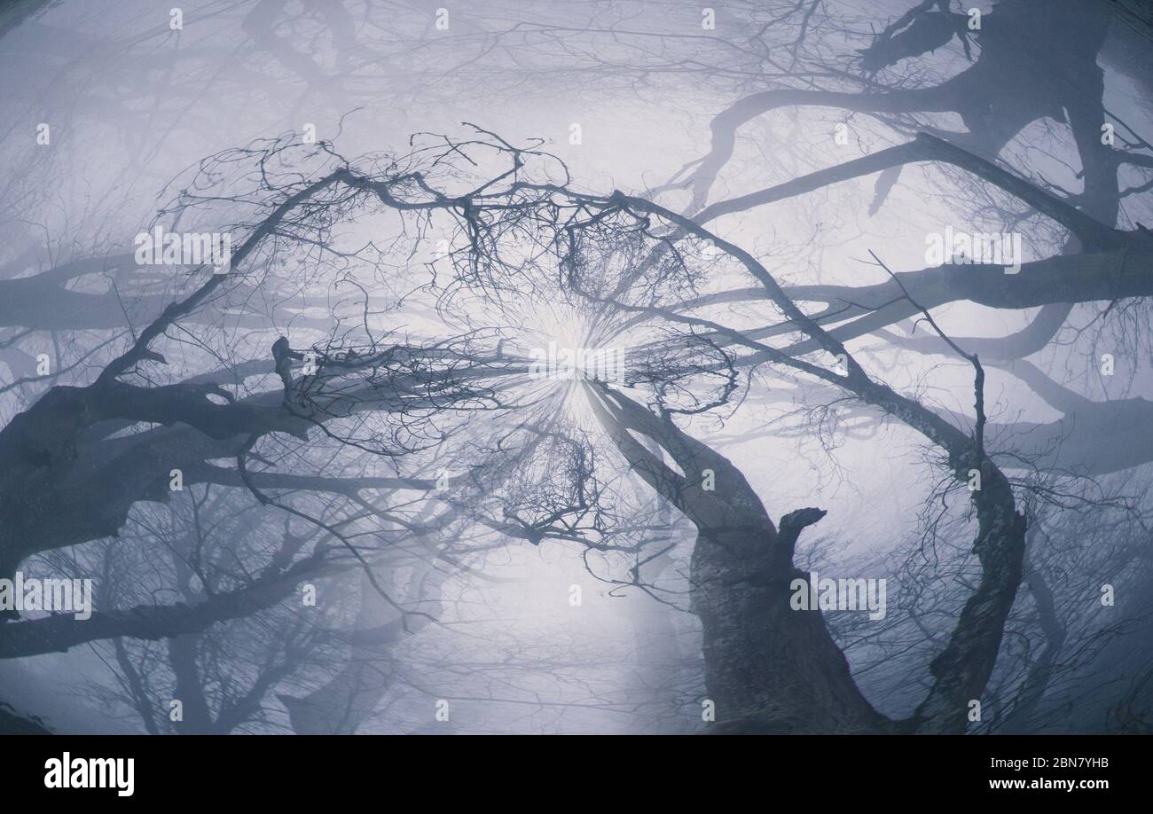 Un effet abstrait et circulaire. Vue dans le ciel d'une forêt atmosphérique et des branches lors d'une journée d'hivers brumeux. Banque D'Images