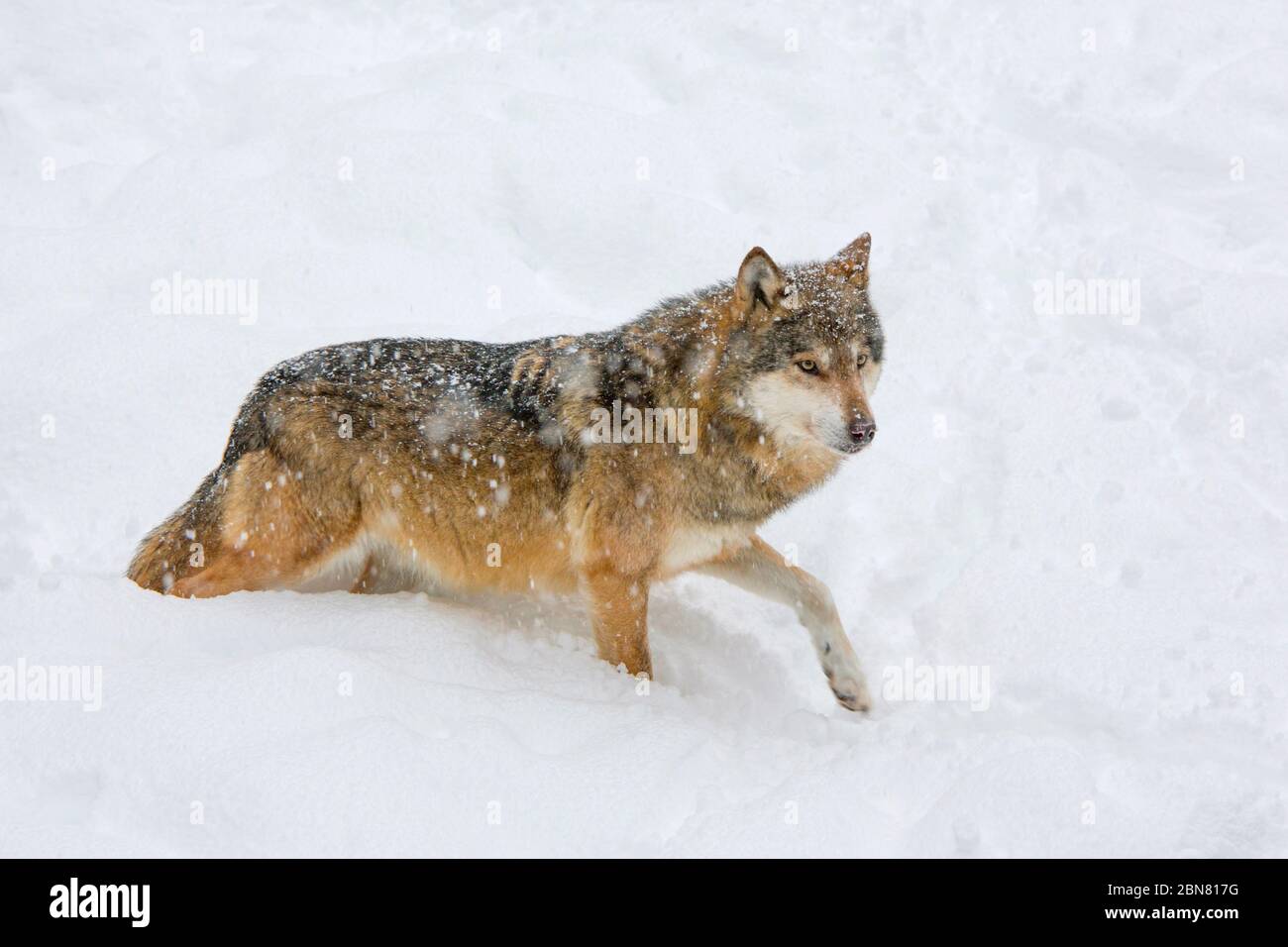 Loup européen - Canis Lupus - sur la neige Banque D'Images