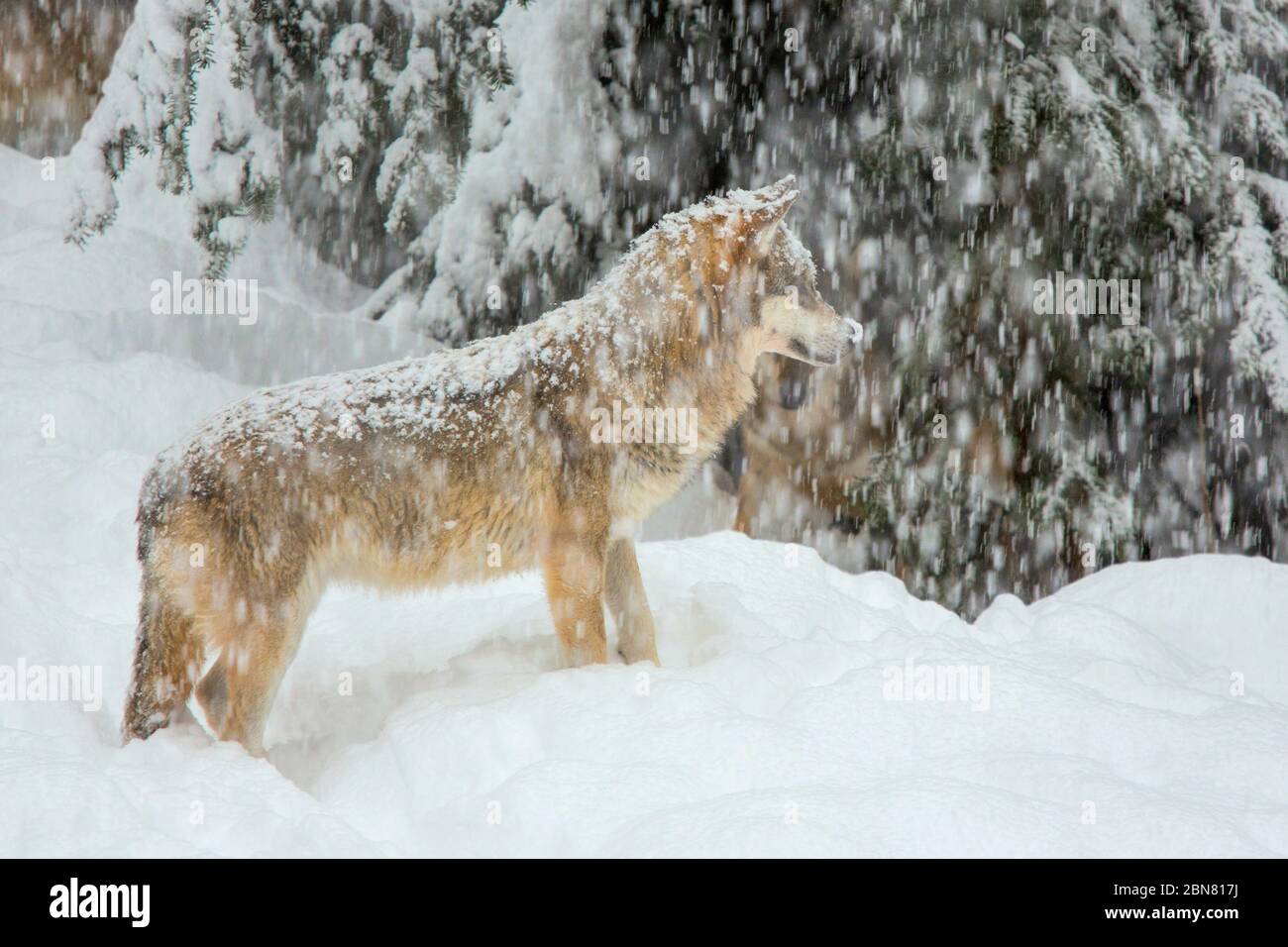 Loup européen - Canis Lupus - sur la neige Banque D'Images