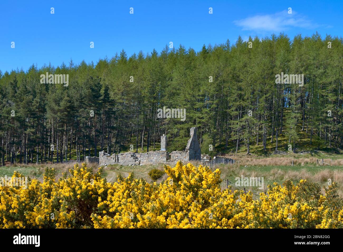 DAVA WAY TRAIL MORAY ÉCOSSE A RUINÉ LA MAISON À BOGENEY AVEC DES FLEURS DE GORGE JAUNES AU PRINTEMPS Banque D'Images