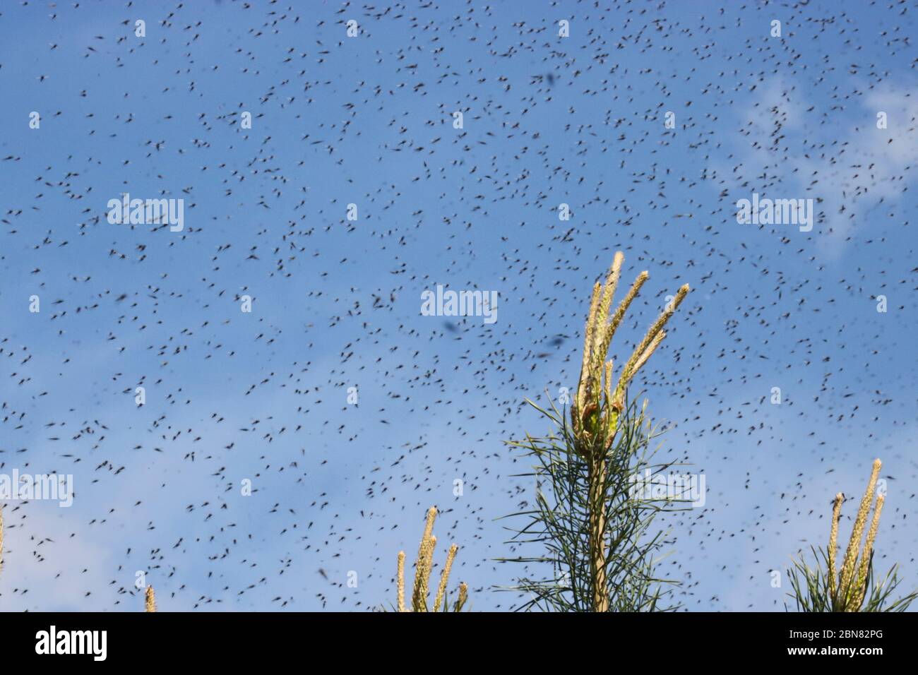 Un grand nombre de moustiques contre un ciel nuageux au-dessus des pousses de pins. Essaim de nains. La saison de reproduction des moustiques au printemps. Banque D'Images