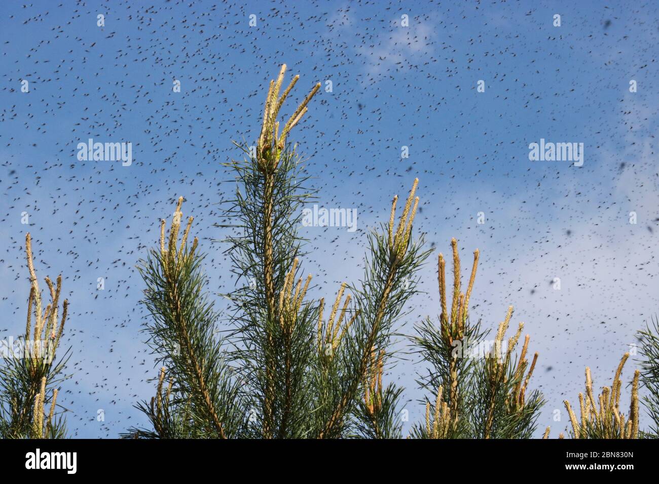 Un grand nombre de moustiques contre un ciel nuageux au-dessus des pousses de pins. Essaim de nains. La saison de reproduction des moustiques au printemps. Banque D'Images