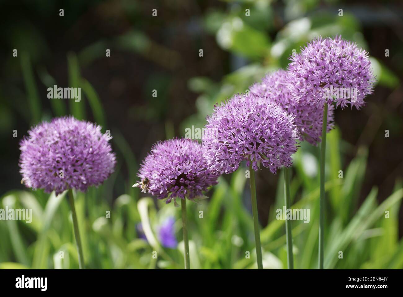 Les grandes têtes de fleurs violettes d'Allium giganteum Banque D'Images
