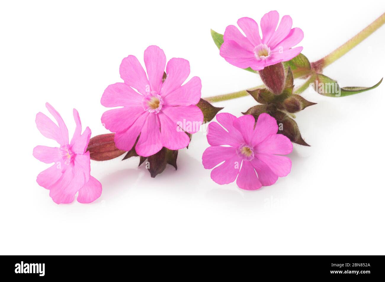 Studio de Red Campion découpé sur fond blanc - John Gollop Banque D'Images