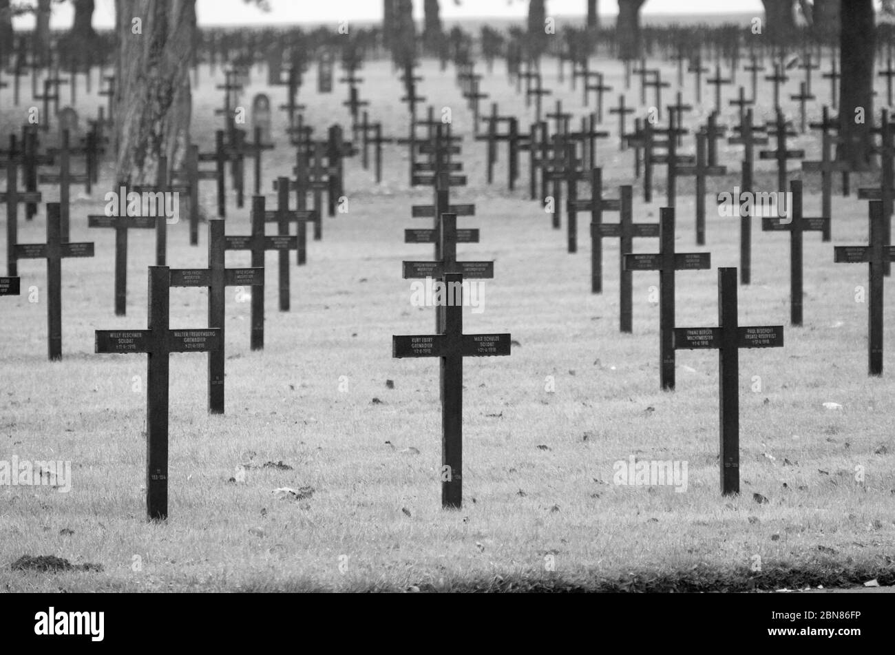 Fleurs sauvages dans le cimetière Banque d'images noir et blanc Alamy