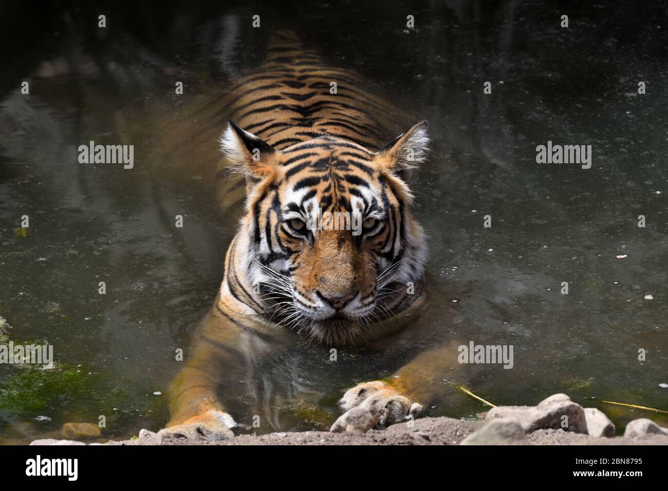 Tigre du Bengale au parc national de Ranthambhore à Rajasthan, Inde photo Banque D'Images