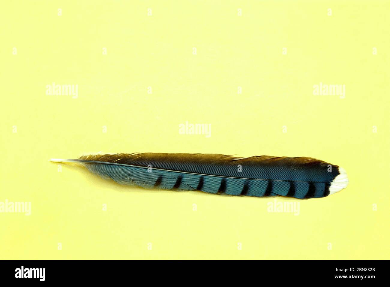 Plume de geai bleu, par James D Coppinger/Dembinsky photo Assoc Banque D'Images