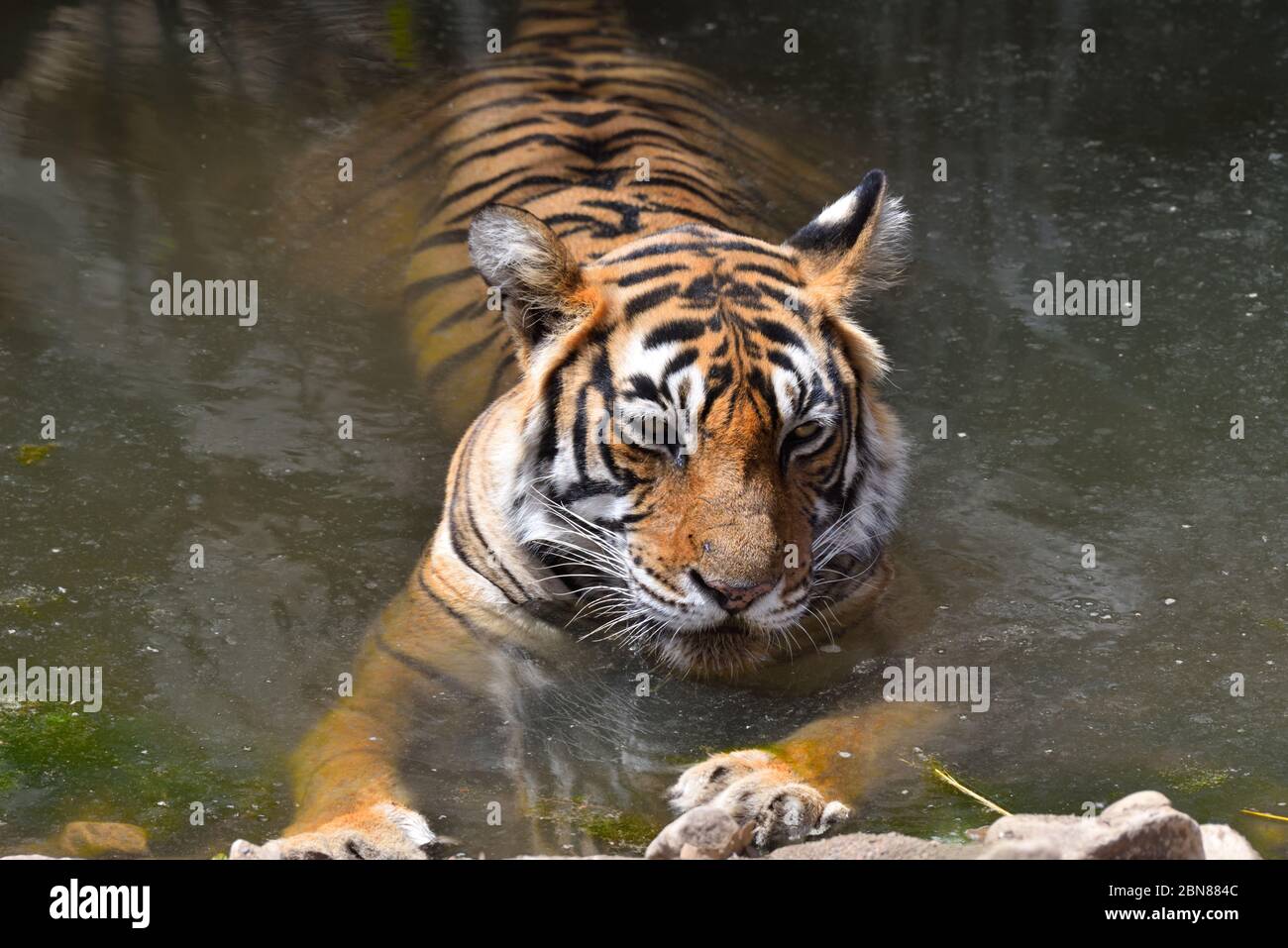 Tigre du Bengale au parc national de Ranthambhore à Rajasthan, Inde photo Banque D'Images