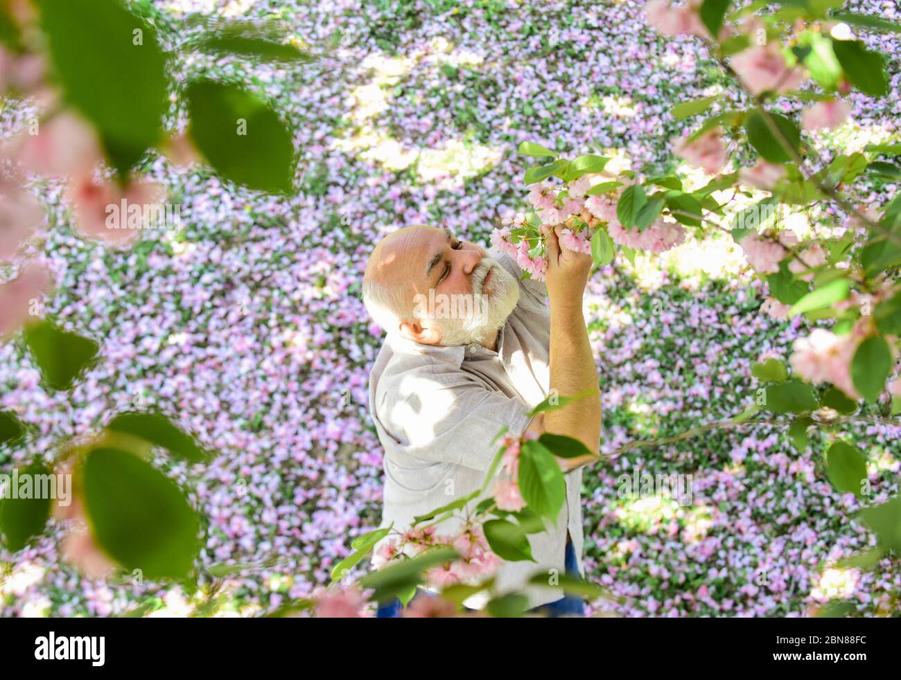 Joyeux Printemps Grand Pere Souriant En Regardant La Sokura Rose S Epanouir Homme Sous Un Arbre En Fleur De Cerisier Vieil Homme Qui Aime La Nature Printaniere Homme Age Avec Une Barbe Grise En