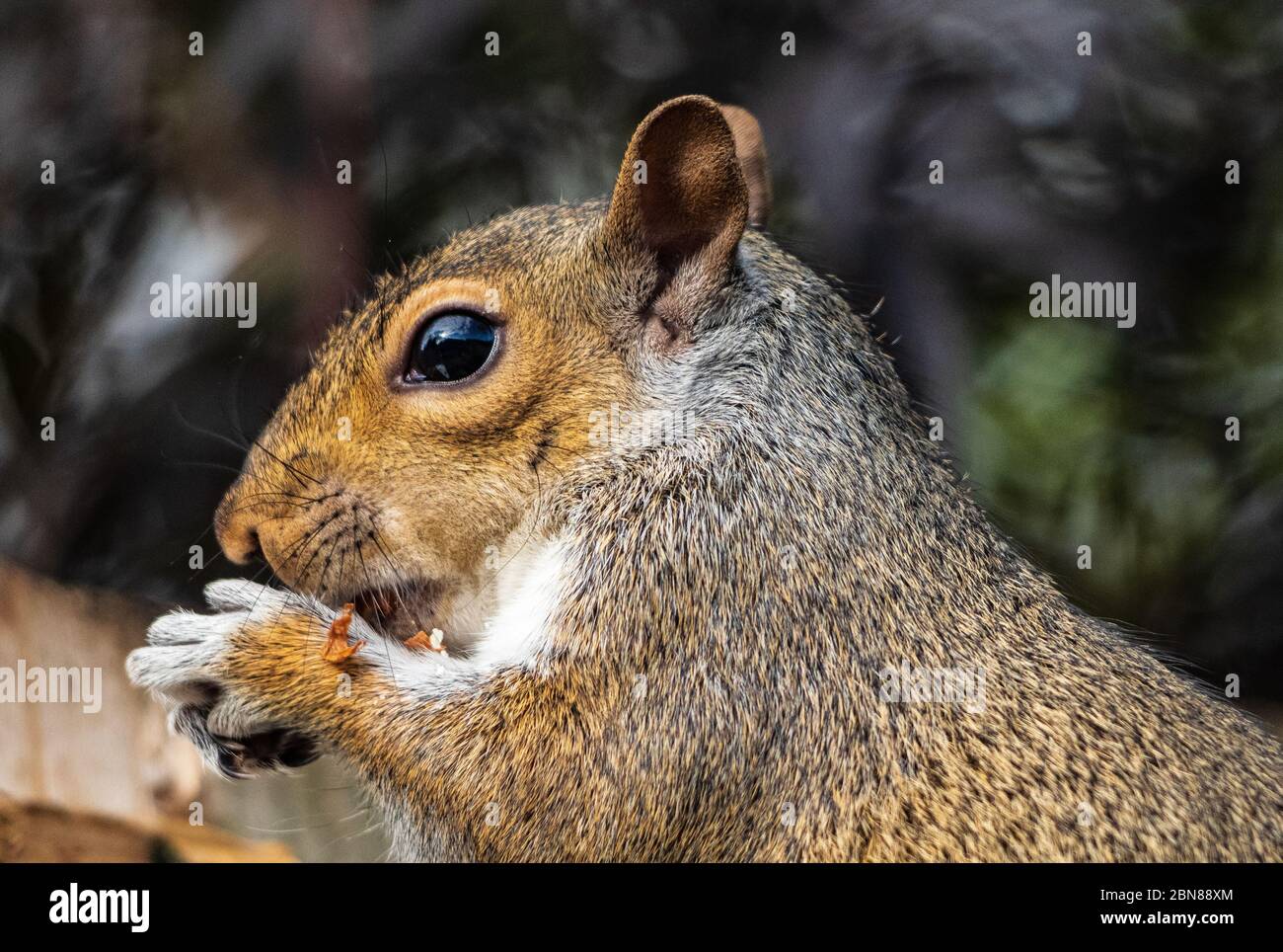 L'écureuil gris de close up Banque D'Images