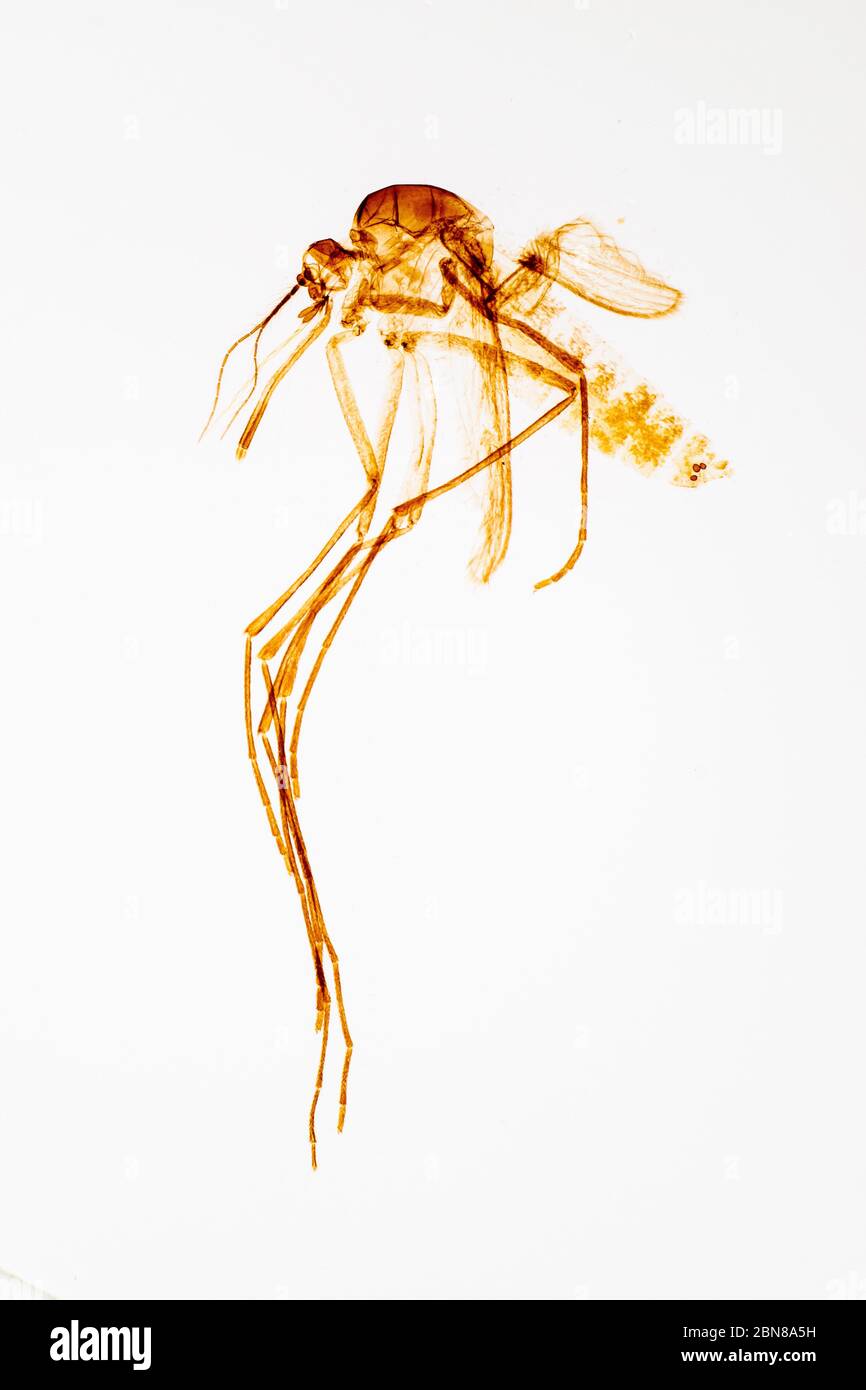 Femelle Mosquito Banque D'Images