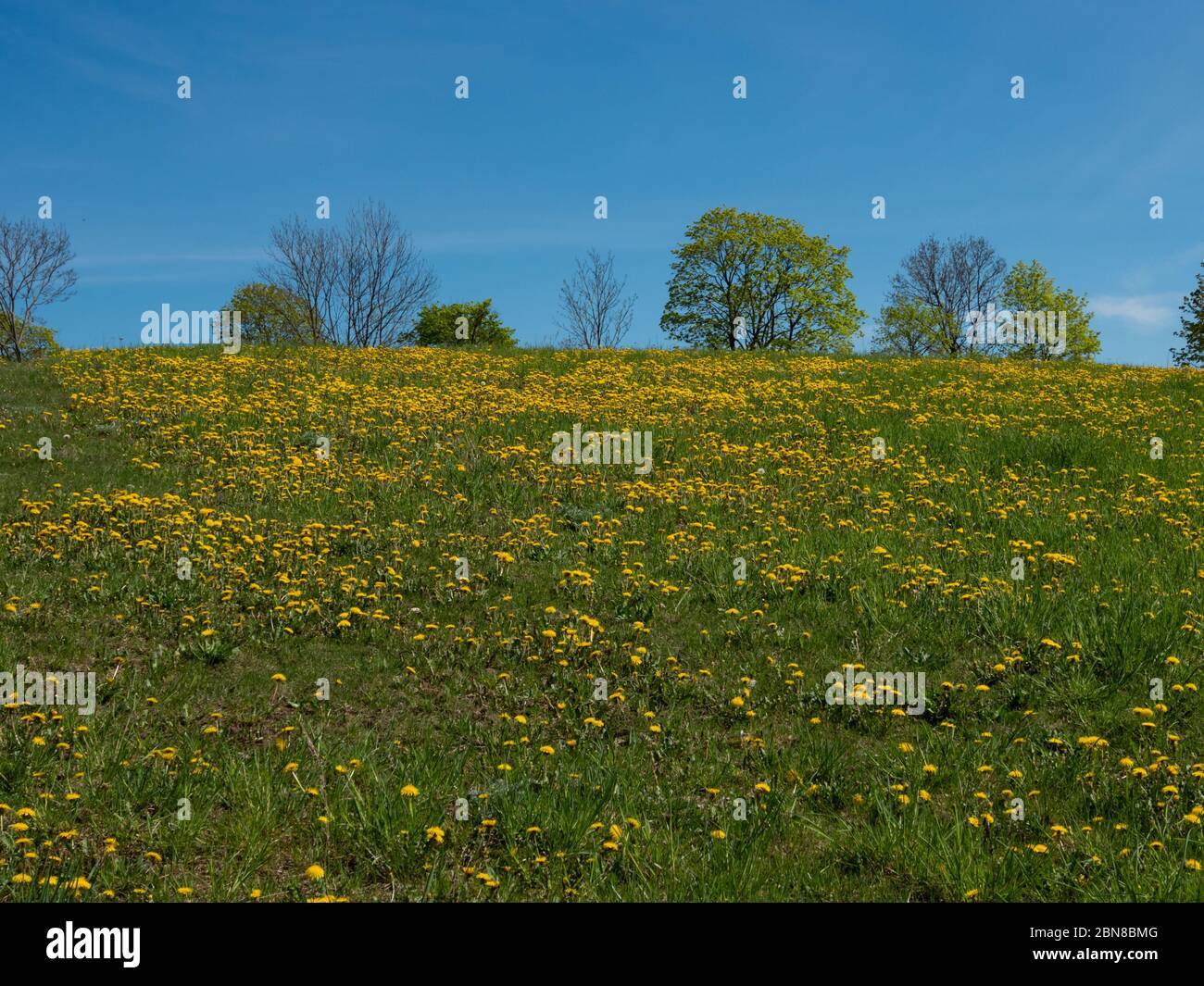 Prairie verte pleine de thisteaux jaunes, fleurs de printemps. Ciel bleu et jour ensoleillé. Parc Suwalski, Podlaskie, Pologne Banque D'Images