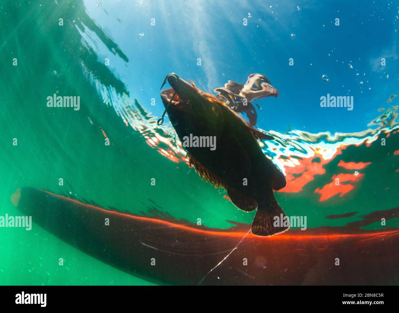 Mérou de grande taille pêché avec des techniques de pêche traditionnelles. Banque D'Images