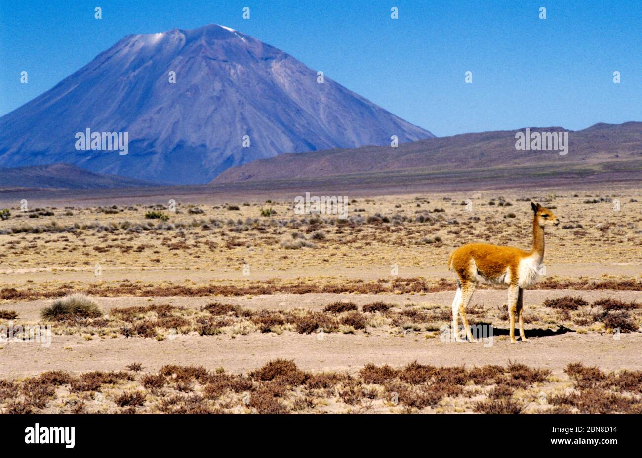 La vigogne et le volcan Misti. Reserva Nacional Salinas y Aguada Blanca.Perú. Banque D'Images