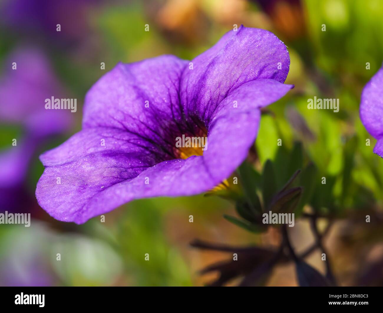 Gros plan d'une jolie fleur pourpre sur une plante de Calibrachoa Banque D'Images