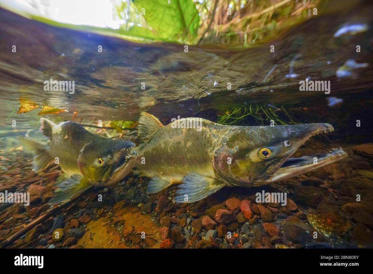 Saumon rose mâle et femelle dans un petit ruisseau en Colombie-Britannique. Banque D'Images