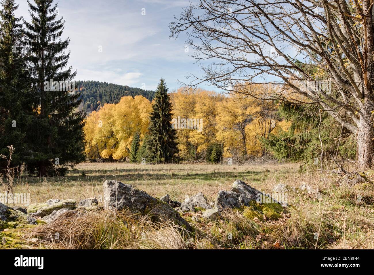 Espen im Herbst Banque D'Images