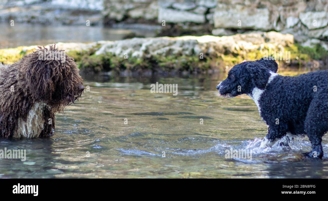 Deux chiens se tenant debout dans l'eau, regardant l'un l'autre en anticipant le prochain mouvement Banque D'Images