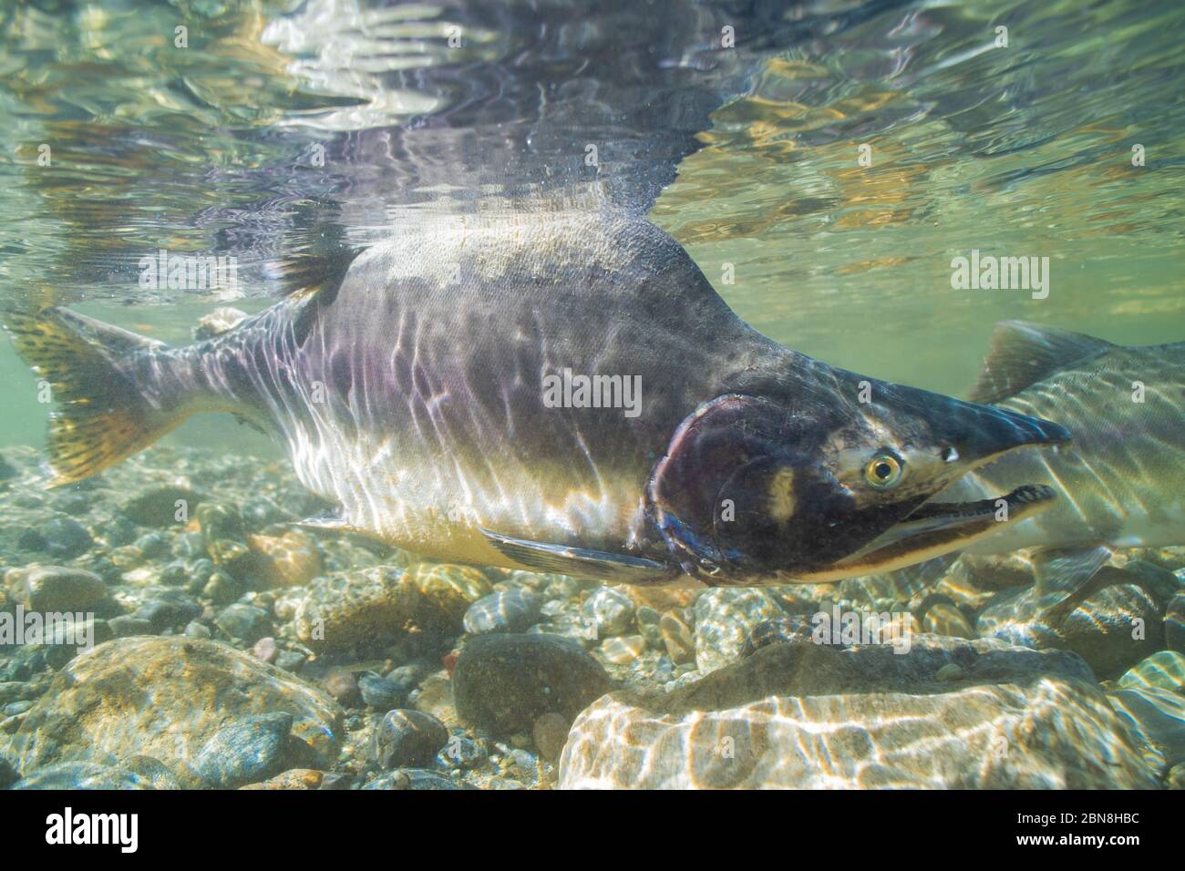 Un saumon rose mâle nageant à la surface de la rivière Squamish. Banque D'Images