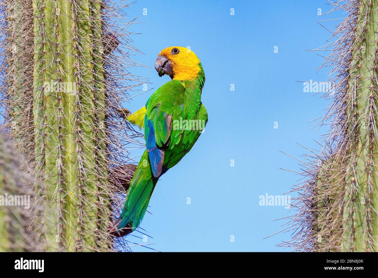 Perroquet d'Amazone à épaulement jaune suspendu de cactus avec ciel bleu Banque D'Images